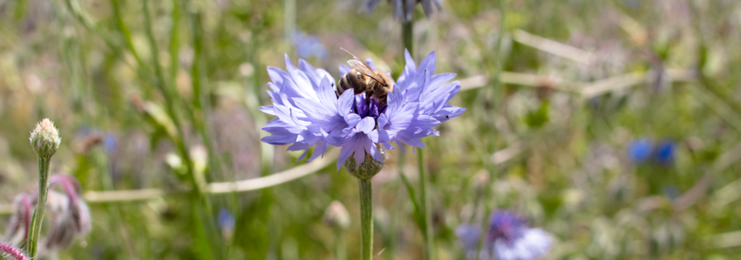 Biene Blume 03