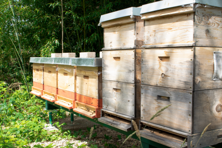 Bienenstoecke